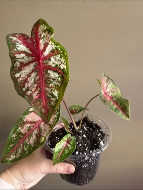 Caladium - Carolyn Whorton - Rooted